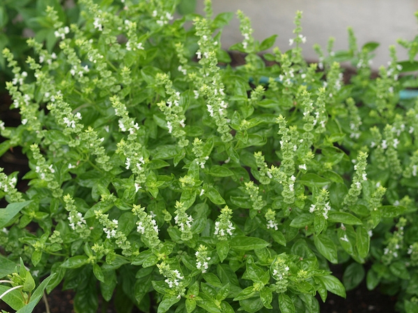 Basil leaves