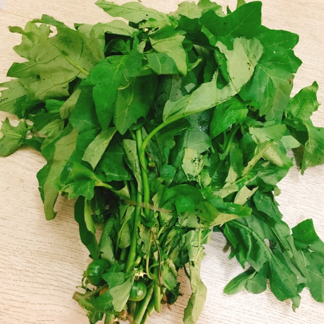 Harvested garden egg leafs