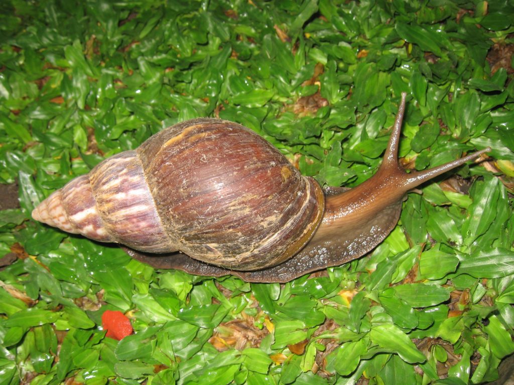 African snail