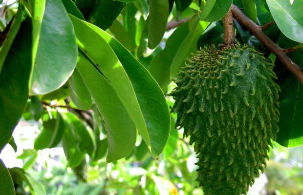 Soursop leaves