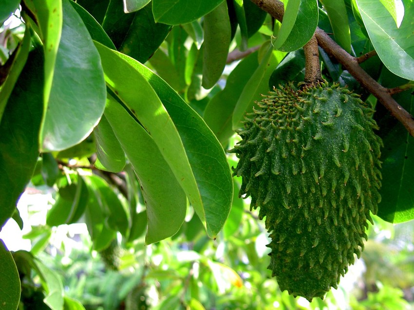 Soursop plant