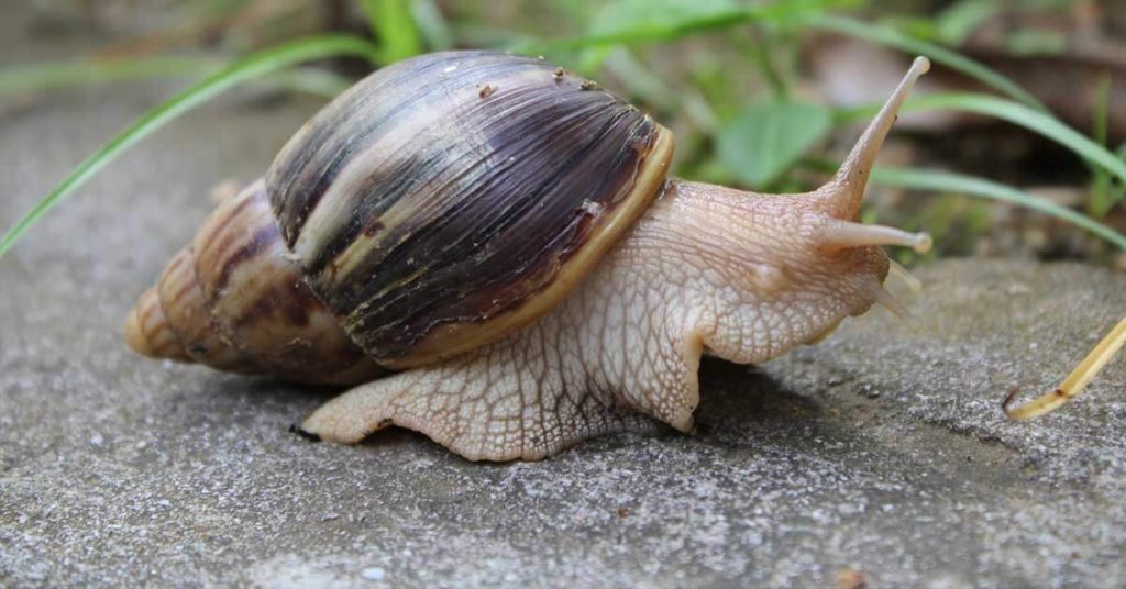 Giant African snail