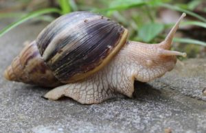 Benefits of snail