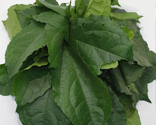 benefits of ugu leaf