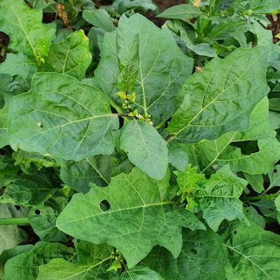 Garden Egg Leaf