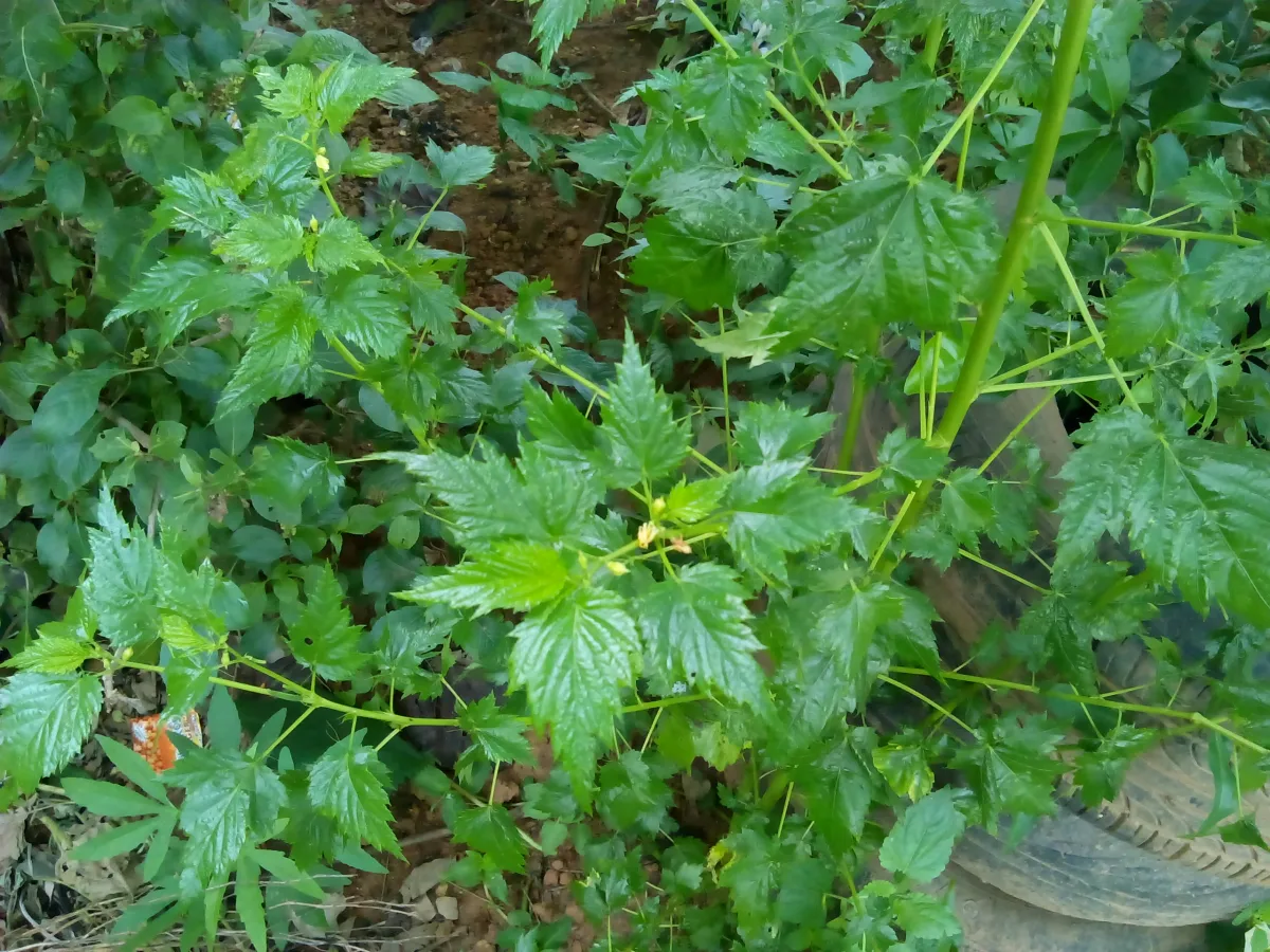 jute leaves