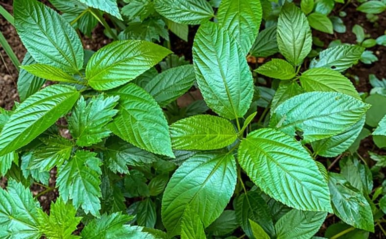 health benefits of jute leaves