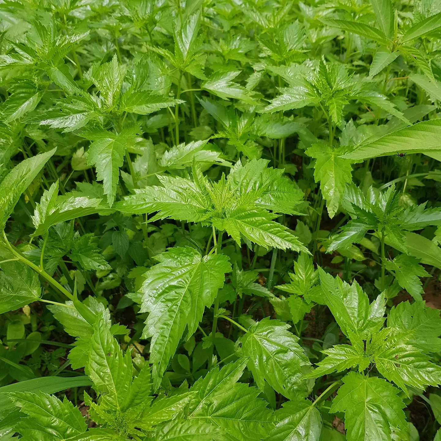 jute leaves