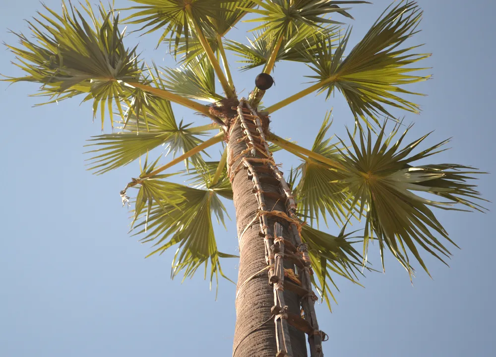 Palm Tree