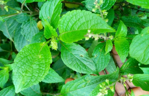 Health benefits of scent leaf