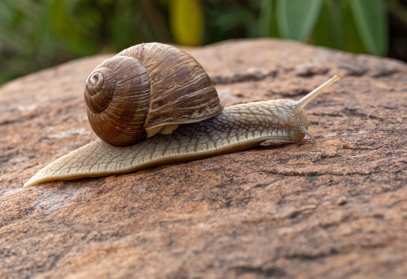 Health benefits of snail