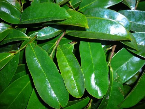 Health benefits of soursop leaves