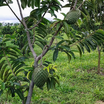 Soursop leaves