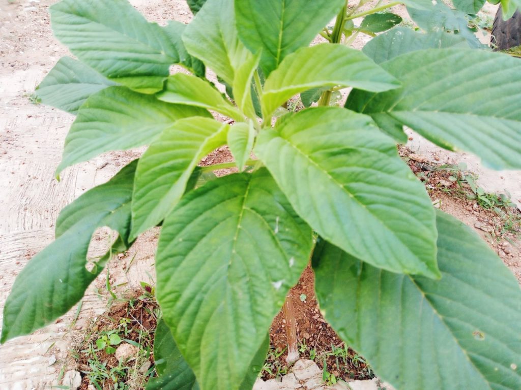 African spinach