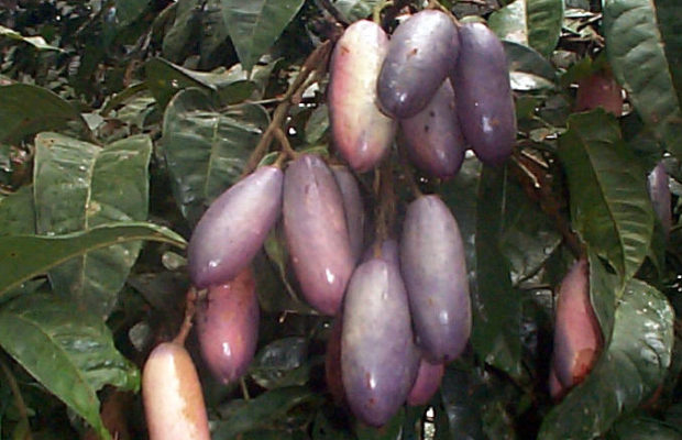 Health benefits of ube pear