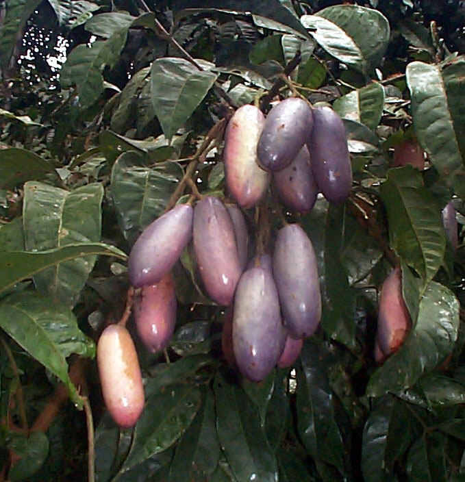 Ube pear tree