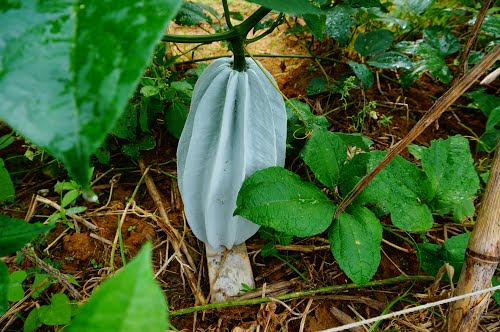 benefits of ugu leaf