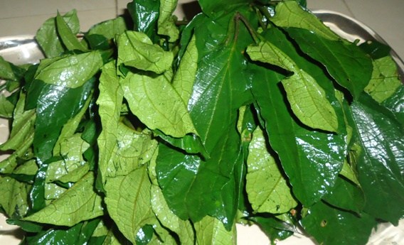 Ugu leaf