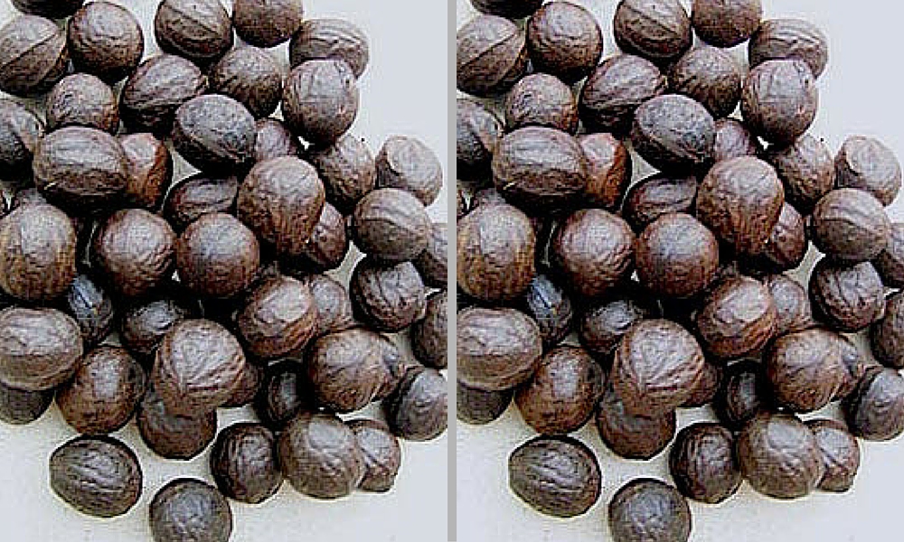 African walnut health benefits