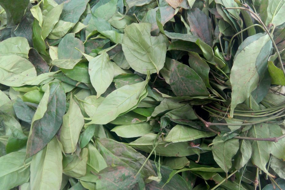 Health benefits of afang leaves