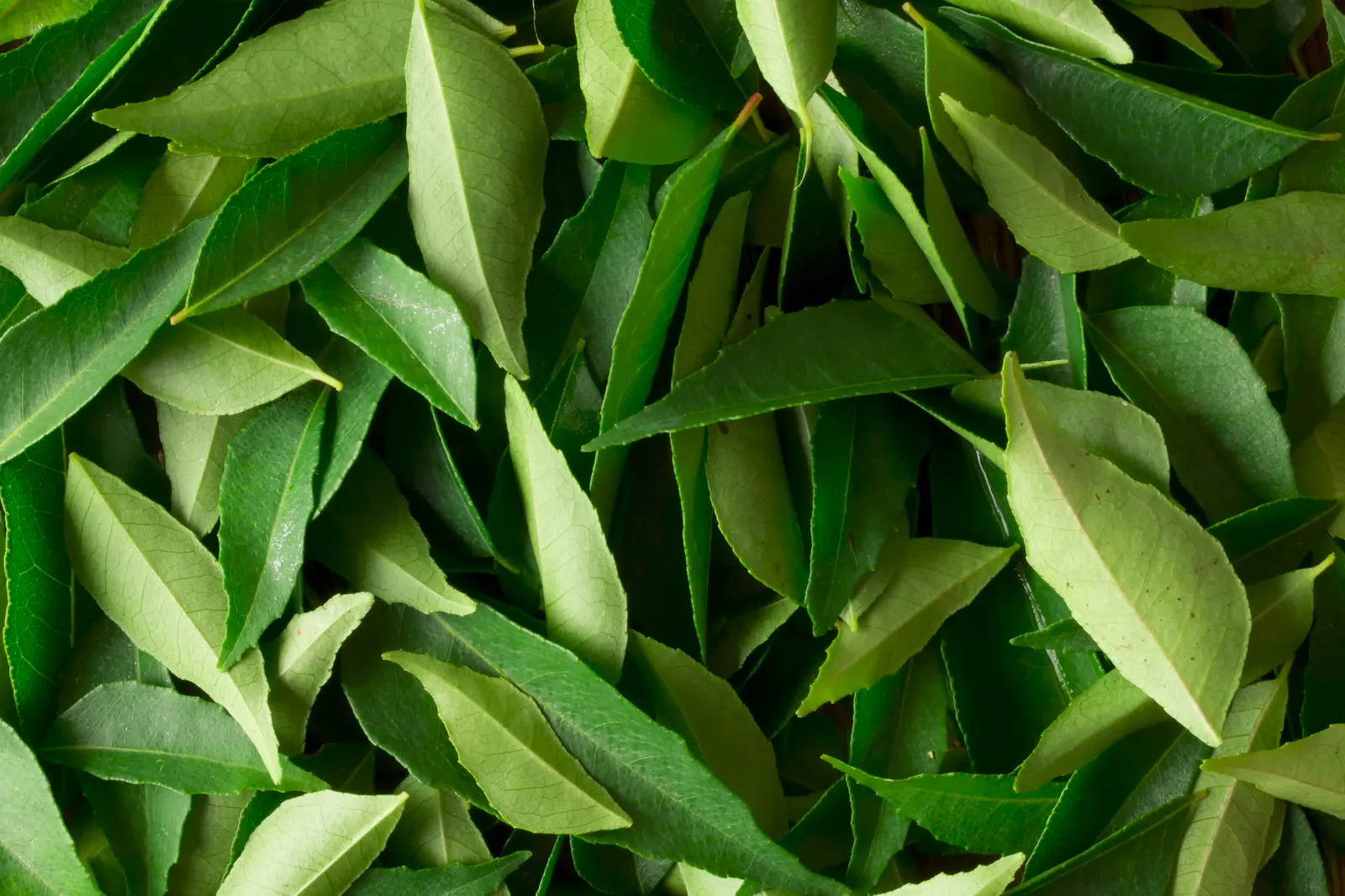 Curry leaves