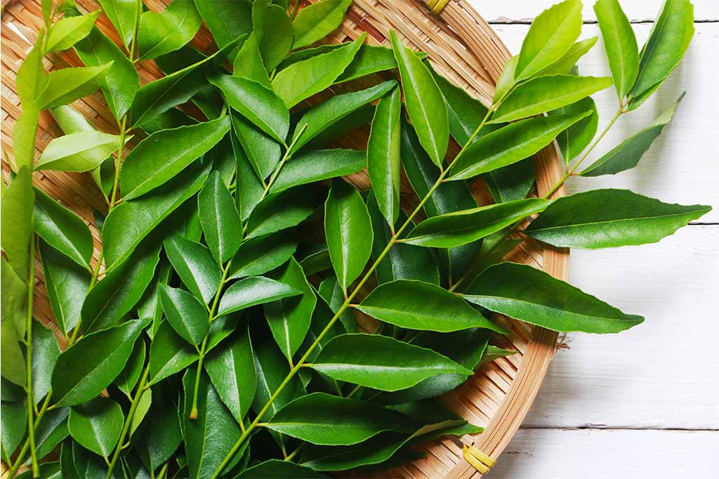 Health benefits of cury leaves