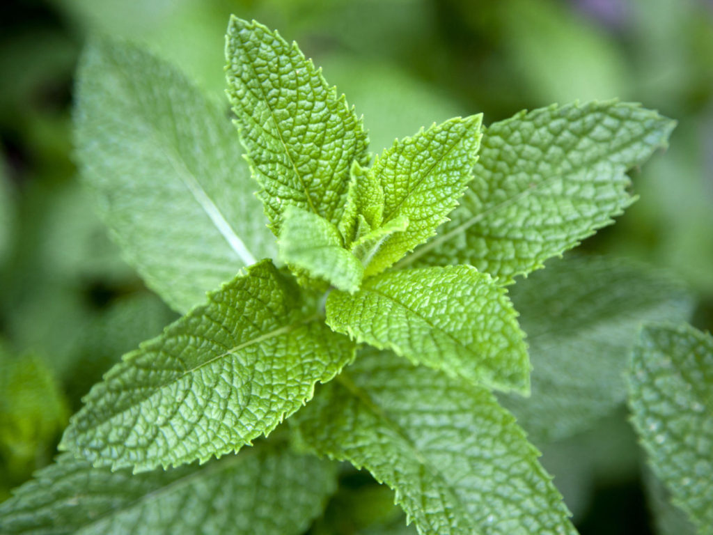 Mint leaves