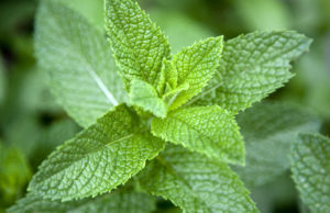 Health benefits of mint leaves