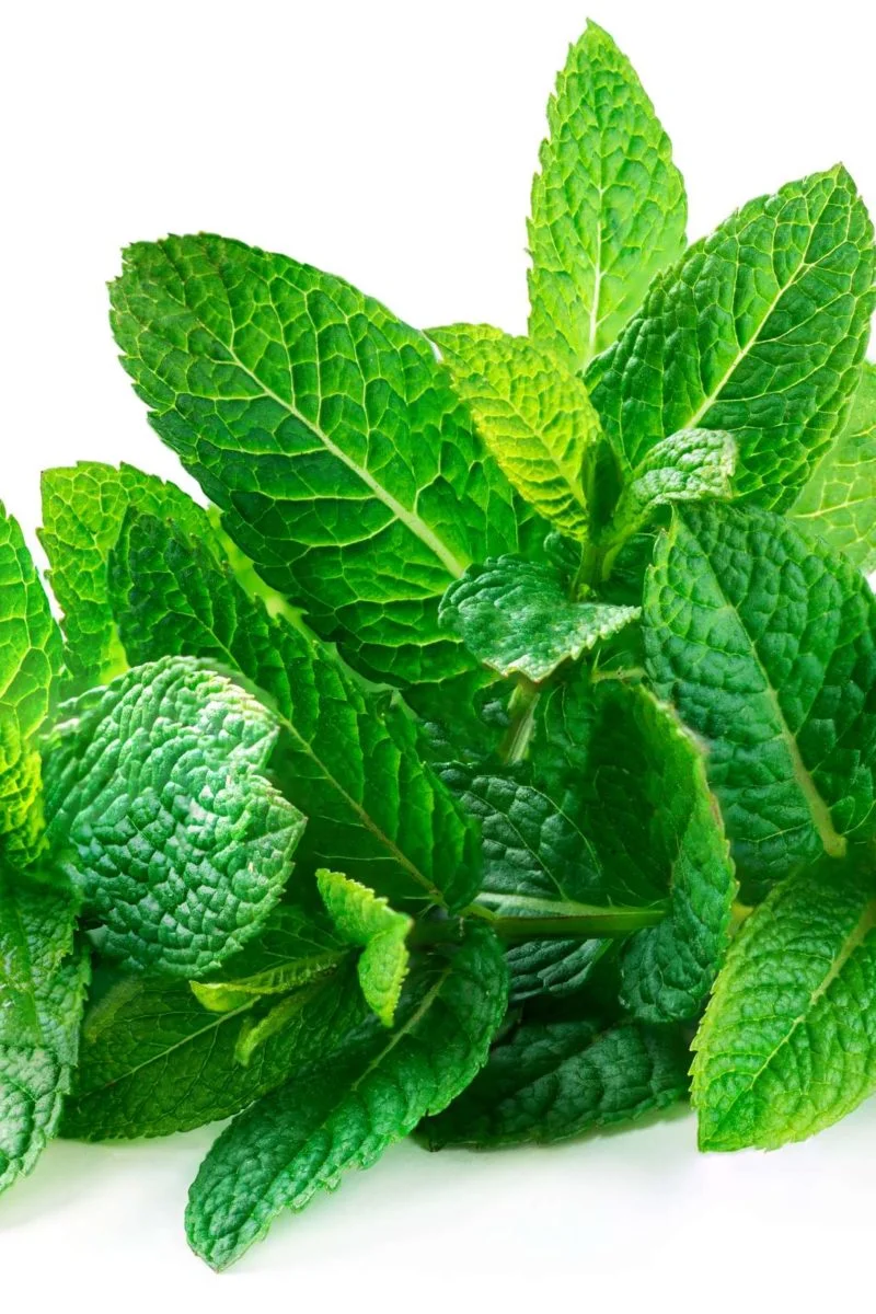 Mint leaves upclose