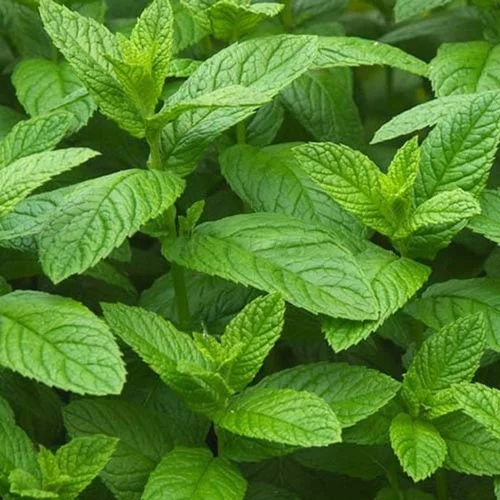 Spearmint Leaves