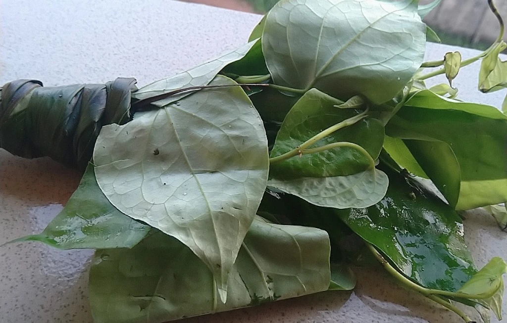 Health benefits of uziza leaves