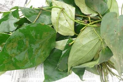 Uziza leaves